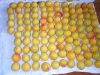 ume-06