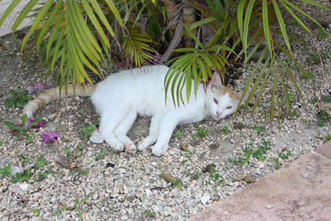 にゃんこ