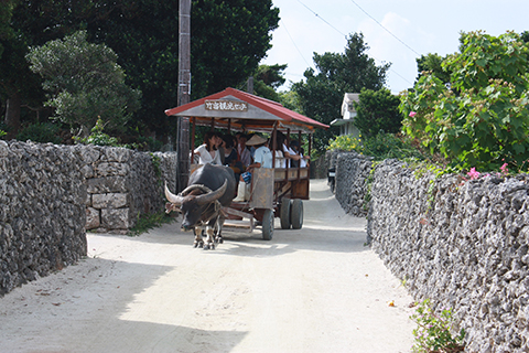 竹富島、水牛車