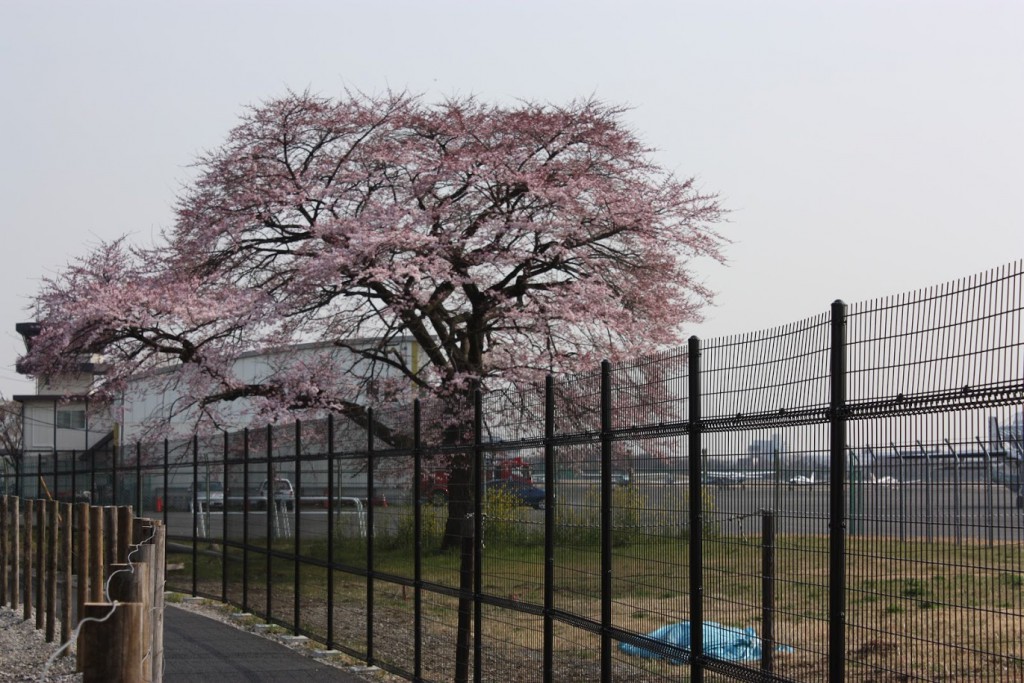 飛行場の桜