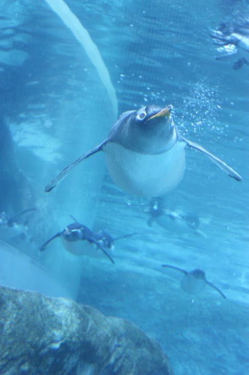 ペンギン