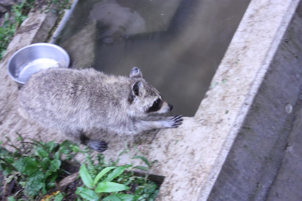 アライグマ