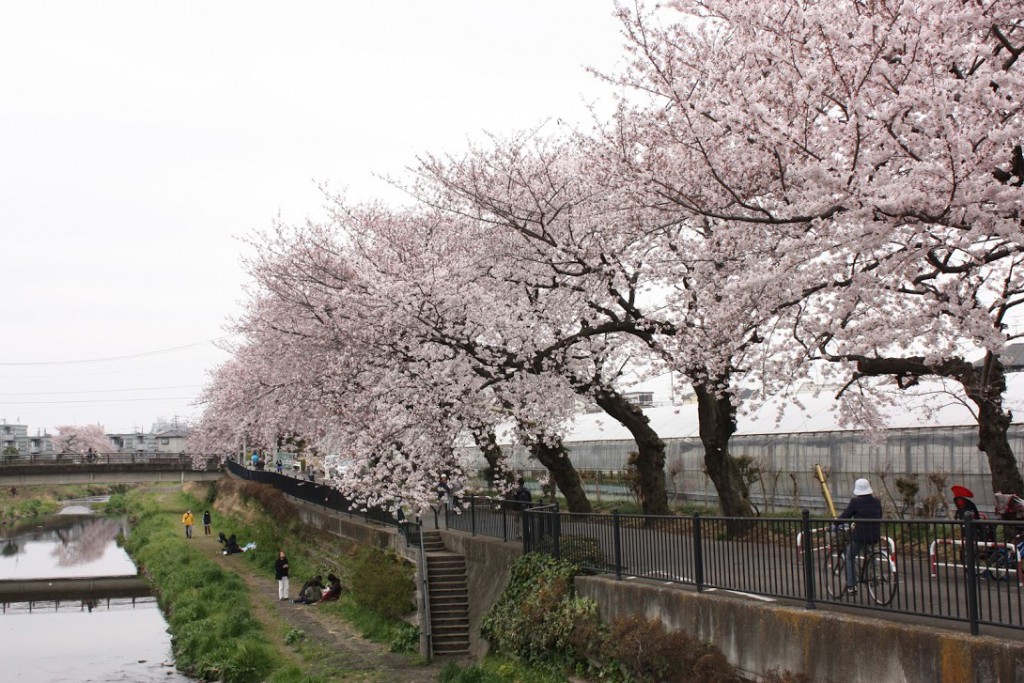 野川、桜