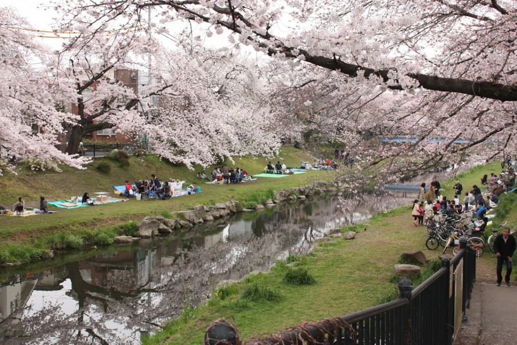 川沿いお花見