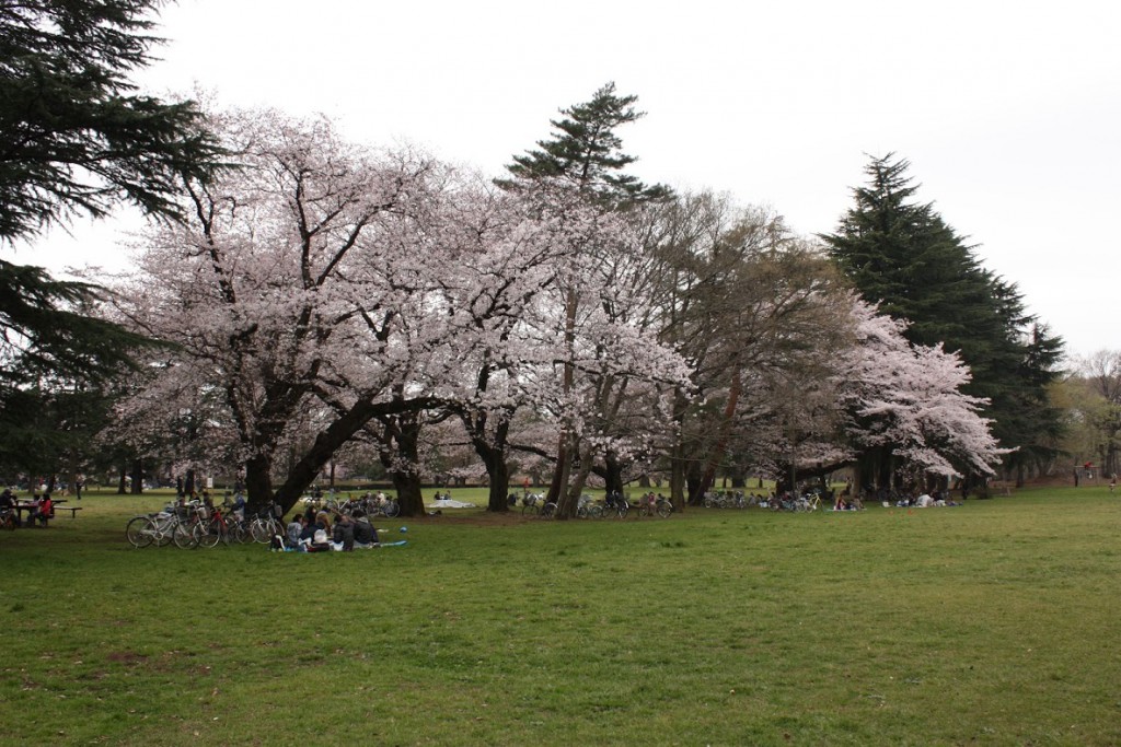 野川公園