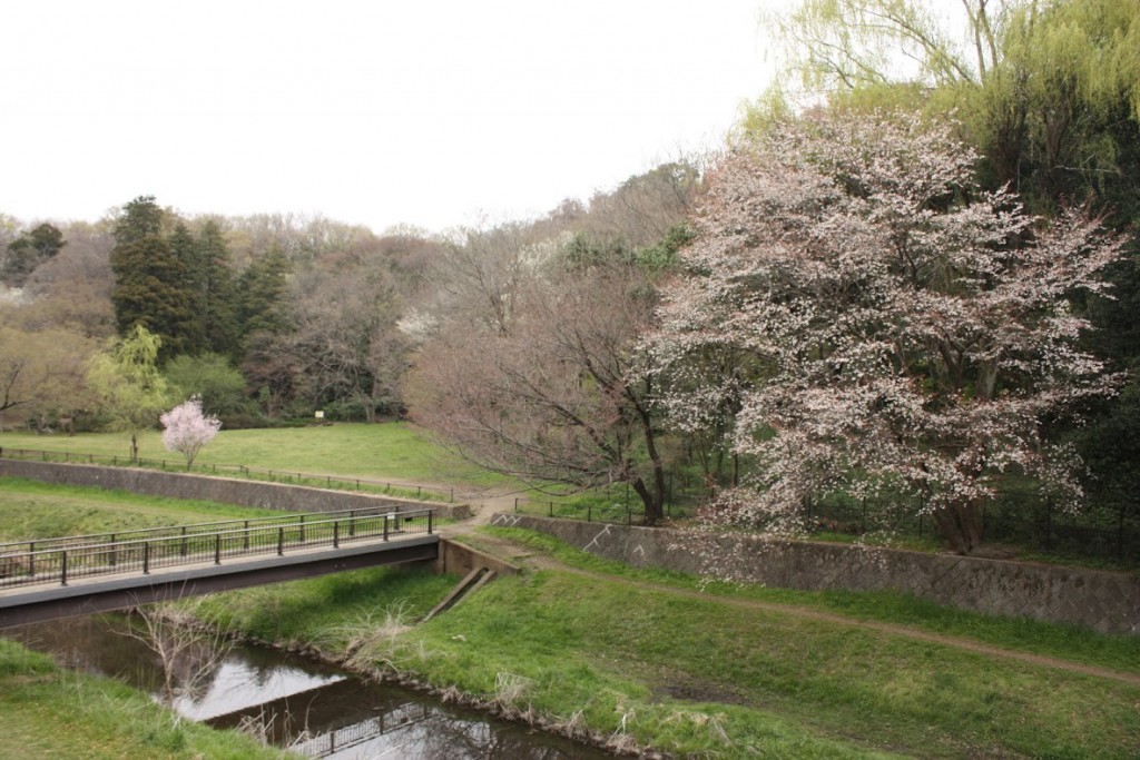 野川公園、北側