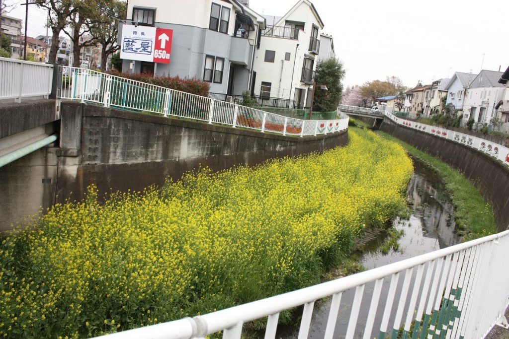 せんかわ、菜の花