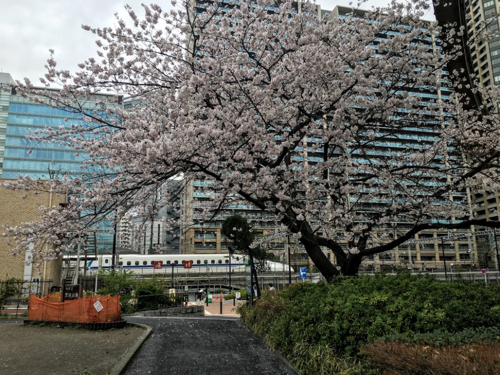 新幹線(N700系)とサクラ