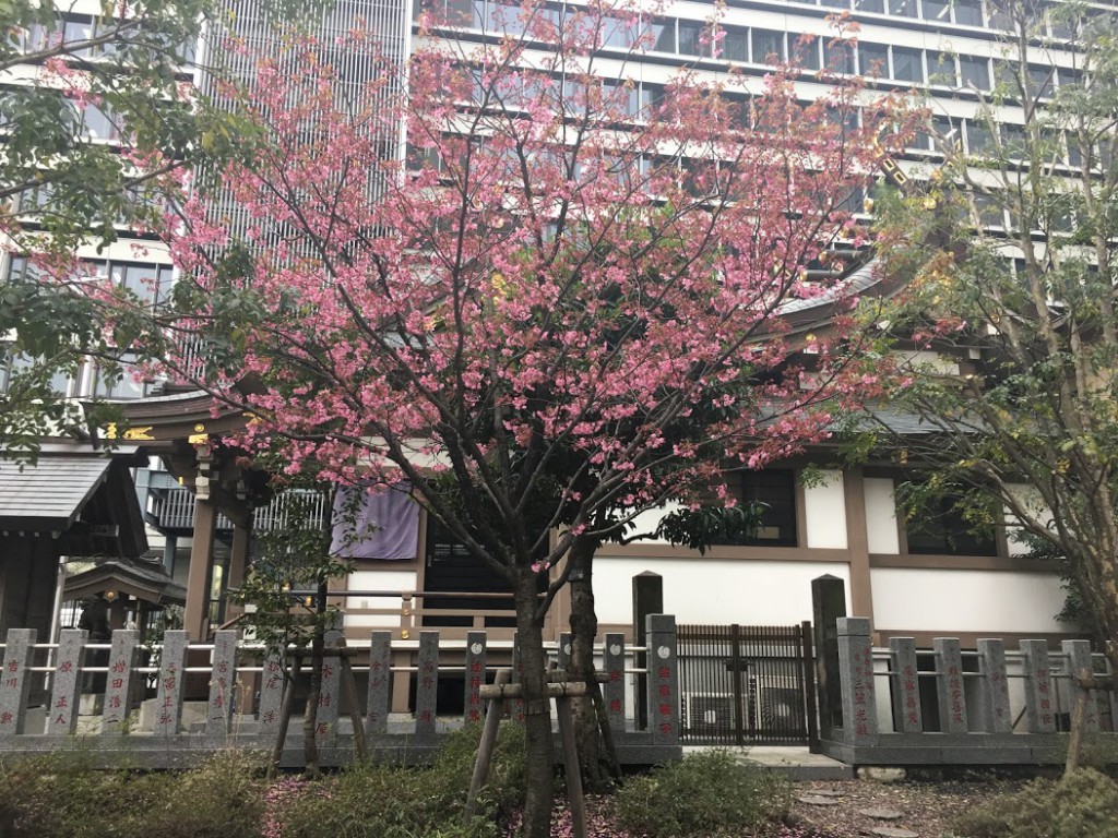 御穂鹿嶋神社、梅