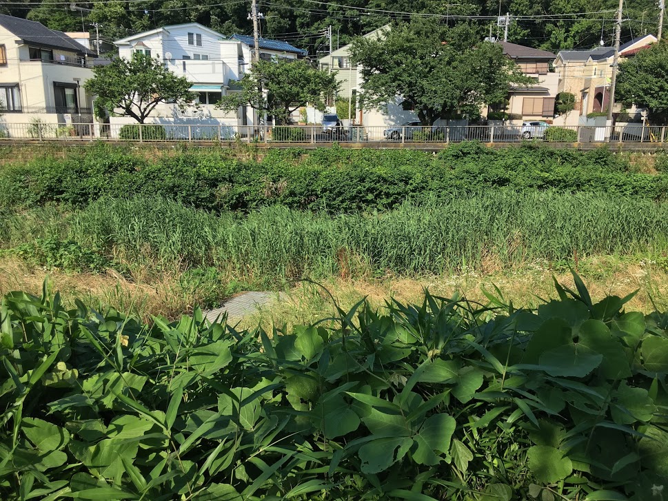 アシ?